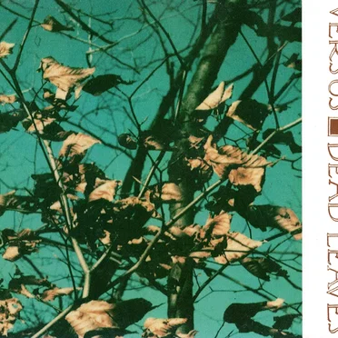 Dead Leaves