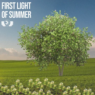First Light of Summer by Various Artists - album cover