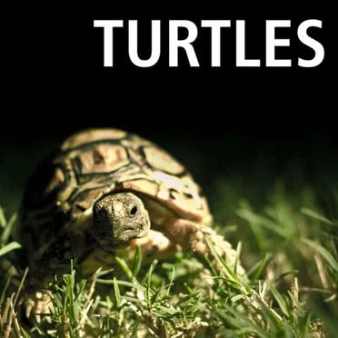 Song About Turtles