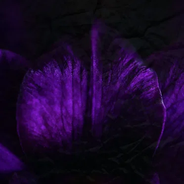 NIGHTBLOOM