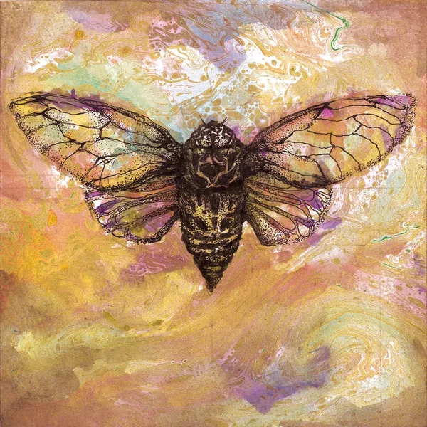 Cicada