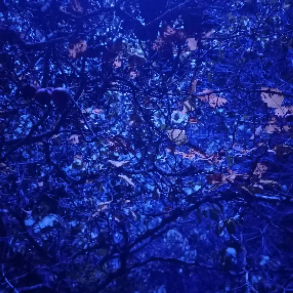Belladonna