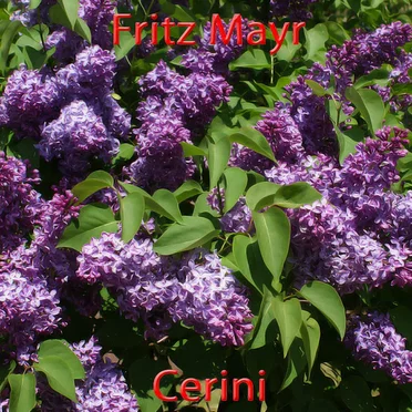 Cerini