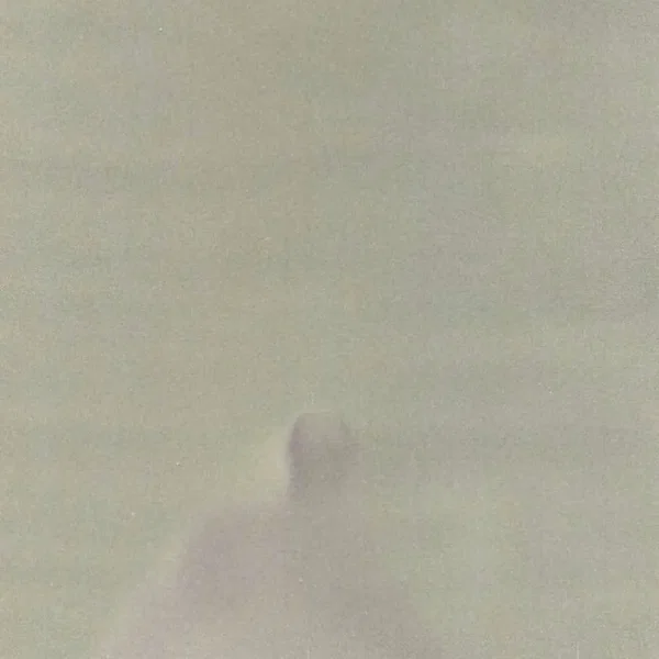 樹海の中で
