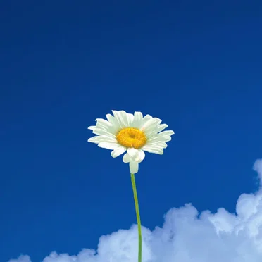Beautiful Day