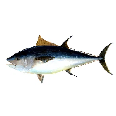 maybe it is a tuna