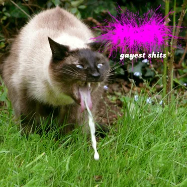 Gayest Shits by The Amoeba - album cover