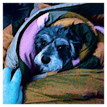 Gracie, Gracie