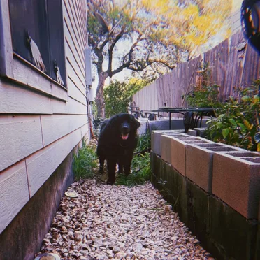 Benji / just fine. Split