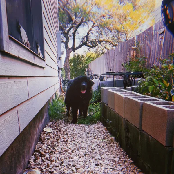 Benji / just fine. Split