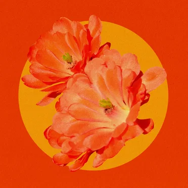 Desert Flower (remix)