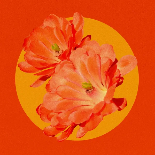 Desert Flower (remix)