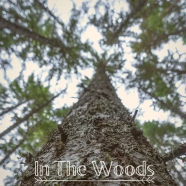 In the Woods