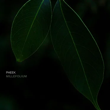 Millefolium
