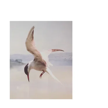 From Wire, for Wings by Ishmael Cormack - album cover