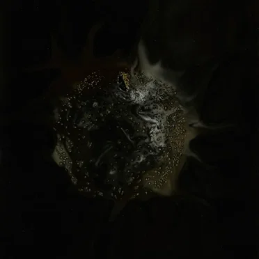 Stilbon Is Dead by Architeuthis Rex - album cover