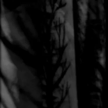 With Black Branches.. Scars and Wounds, the Painful Memories...