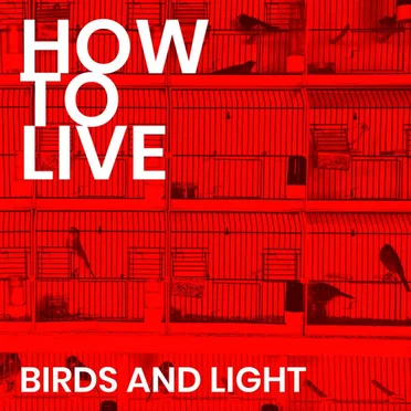 Birds and Light