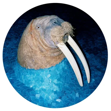 The Walrus EP
