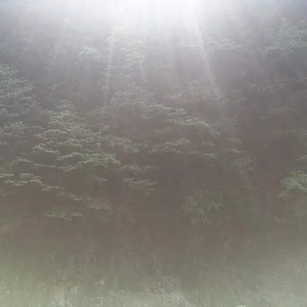 Shinpeki (A Bond for Qoosui)