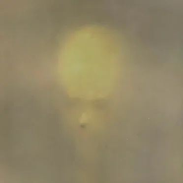 Bad Bitch Play Book Vol. 2