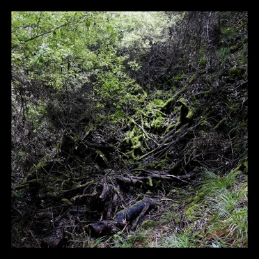 Thy Empty Solitude