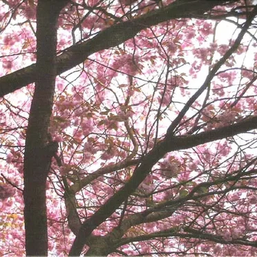 Hypnagogue I / Hypnagogue II