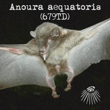 Anoura aequatoris