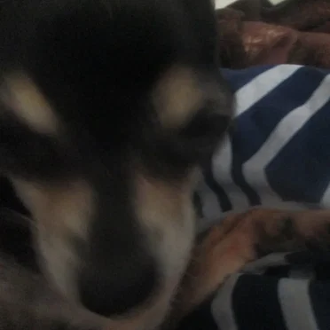 Lil Pup Licking Her Paw