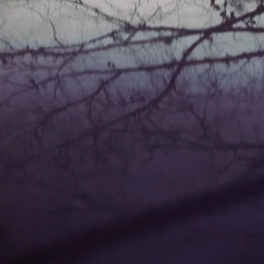 мухоморная сома