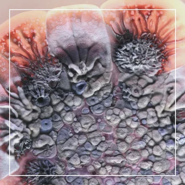 Streptomyces coelicolor