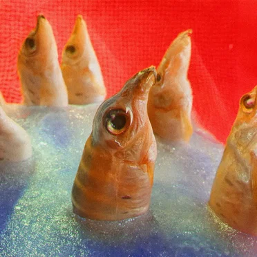 Freedomspacecake by Harvey Rushmore & the Octopus - album cover