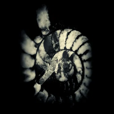 Amniotic Fluid by Uncertain - album cover