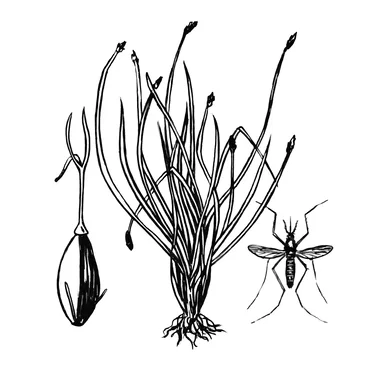 Spikerush Mosquitos by Chauffeur et Parlak - album cover