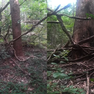 Treewar