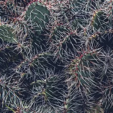 Thorns