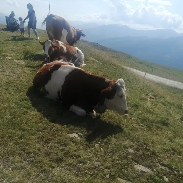 Austria Sessions 2