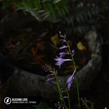 Bleeding Love (acoustic)