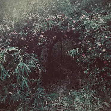deep forest