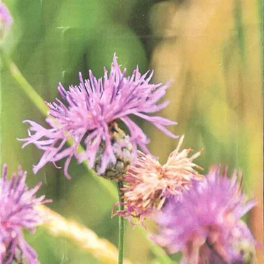 Uv Ursa Spr / Nundata