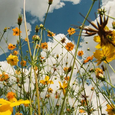 Spring / Clarion