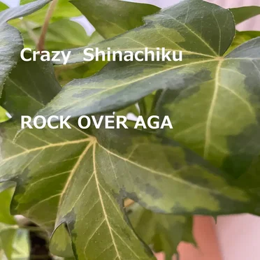 ROCK OVER AGA