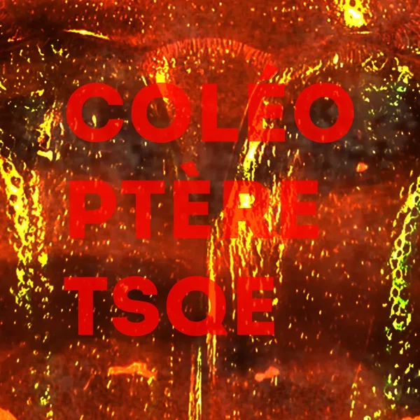 Coléoptère