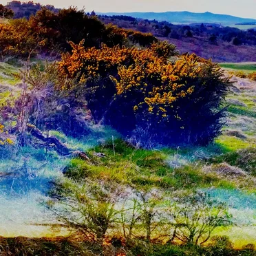 Dunt Dunt Dunt Dunt by Gordon Duthie - album cover