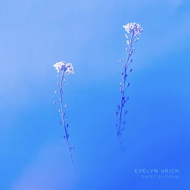 Sweet Alyssum