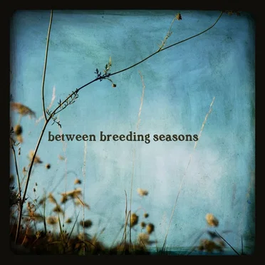 Between Breeding Seasons by Emaline Delapaix - album cover