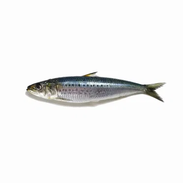 Long Sardine x Mr. Brightside