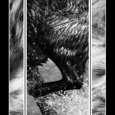 Ecology Tapes Vol. Two