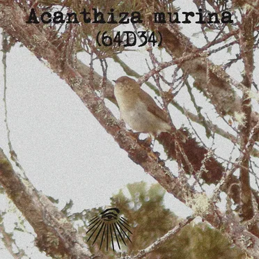 Acanthiza murina