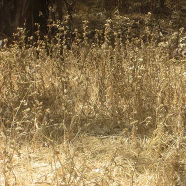 August Nature Walk EP